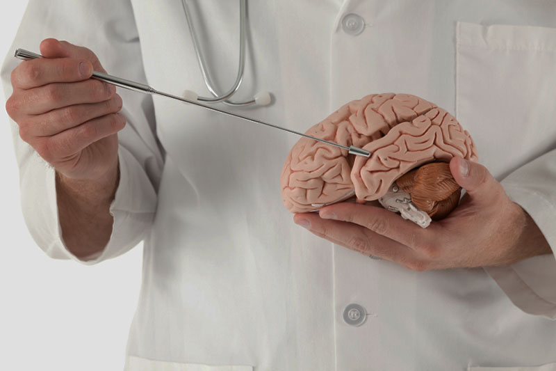 Schmuckbild: ein Arzt zeigt mit einem Zeigestab etwas auf einem Modell des Gehirns (Quelle: istockphoto.com) Schmuckbild: ein Arzt zeigt mit einem Zeigestab etwas auf einem Modell des Gehirns (Quelle: istockphoto.com)